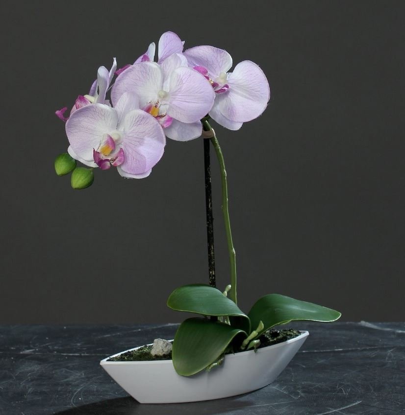 Orchidee Arramgement